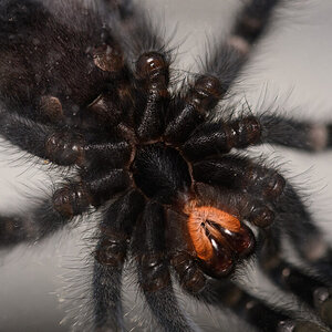 Avicularia avicularia.jpg