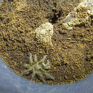 Ceratogyrus darlingi