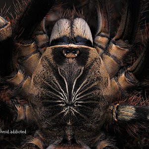 Poecilotheria subfusca "Whatever Land".
