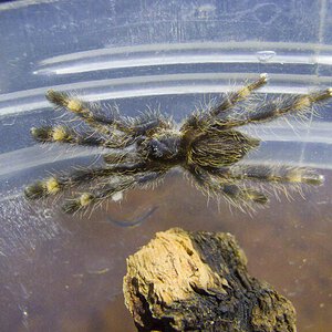 Poecilotheria ornata