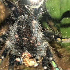 Avicularia Avicularia, 3inches