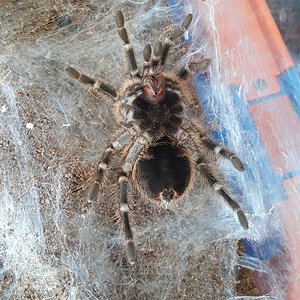 My Grammostola Pulchripes preparing to molt