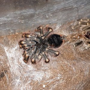 Freshly molted Grammostola Pulchripes