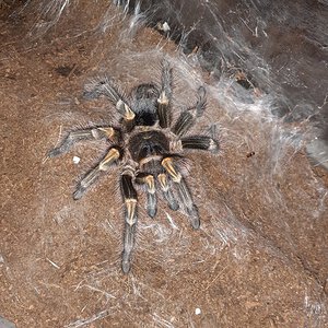 Look at her freshly molted Grammostola Pulchripes