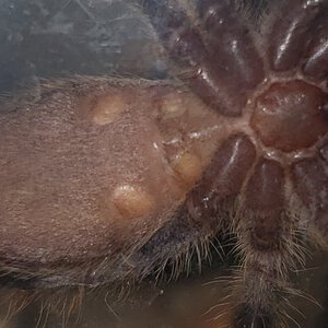 P regalis about 3" Sex? & Why you believe so?  (looking to learn)