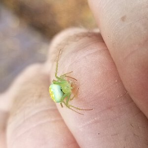 Araneus cingulatus