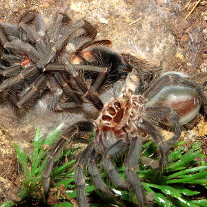 Freshly Molted ♀ Phormictopus sp. "south Hispaniola"