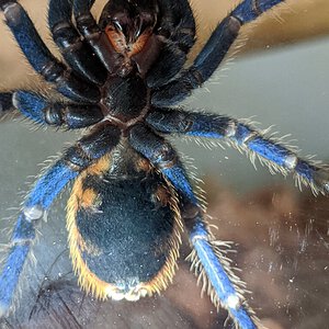 3" Chromatopelma cyaneopubescens (Greenbottle Blue)