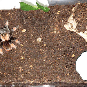 Adult Terrestrial Enclosure (Brachypelma emilia)