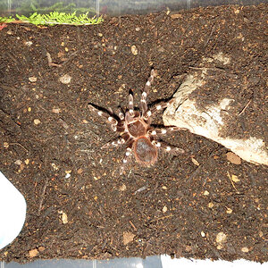 Adult Terrestrial Enclosure (Acanthoscurria geniculata)