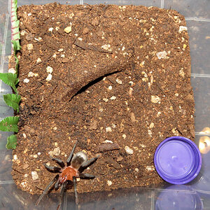 Terrestrial Enclosure (Bumba horrida)