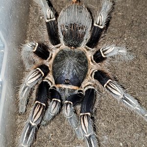 Aphonopelma seemanni