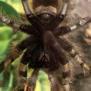 P. regalis Close Up Image