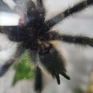 Avicularia metallica