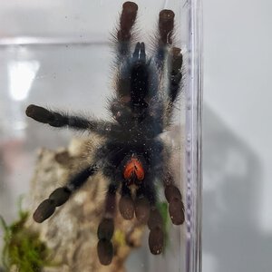 Avicularia metallica [2/5]