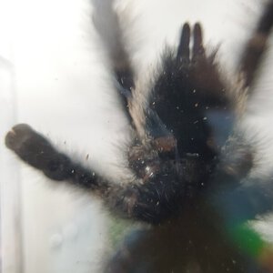 Avicularia metallica [3/5]