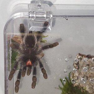 Avicularia metallica [4/5]