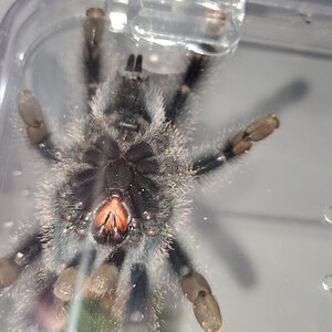 Avicularia metallica [5/5]