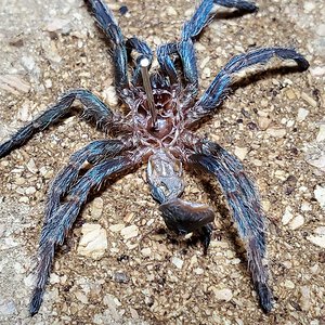 D. Diamentinensis [molt sexing]