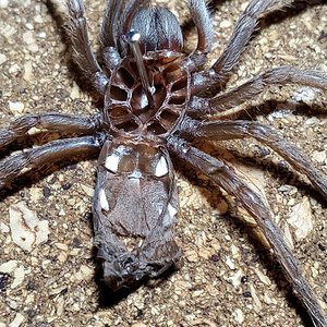 A. Chalcodes [molt sexing]