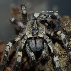 0.1 Poecilotheria vittata