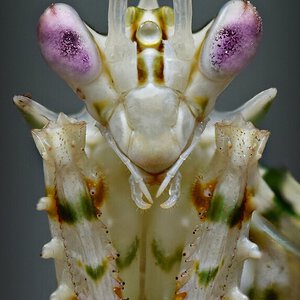 spiny flower mantis