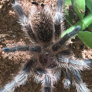 Grammostola sp.