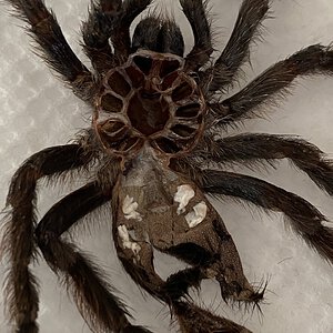 Avicularia avicularia