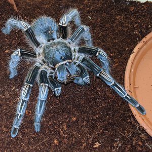 Aphonopelma seemani