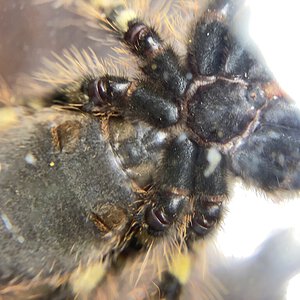 Poecilotheria Ornata Male or Female