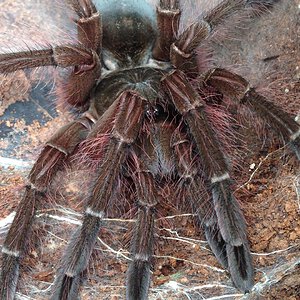 0.1 Theraphosa blondi