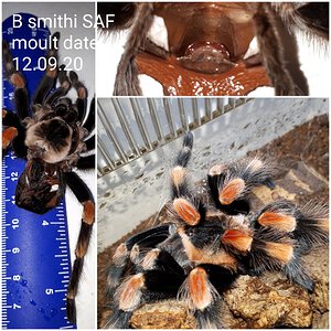 B smithi