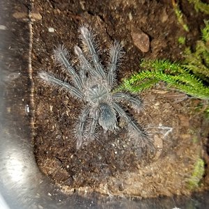 Freshly molted Stirmi