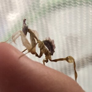 Crappy Picture of Idolomantis diabolica