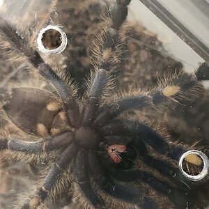 ~3” dls poecilotheria metallica