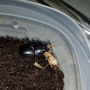 Warrior beetle chewing up cricket