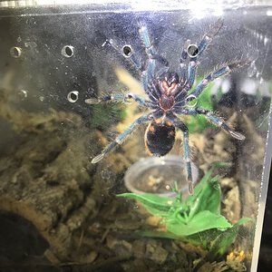 GBB 2 inches
