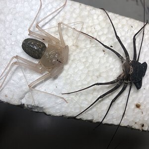 Barbadensis molt