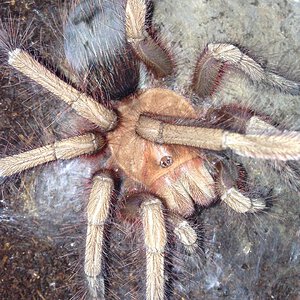 0.1 Theraphosa apophysis Freshly Molted