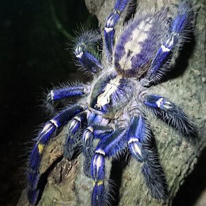 0.1 Poecilotheria metallica