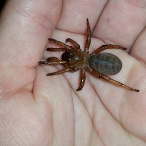 Blakistonia sp. Leaflid