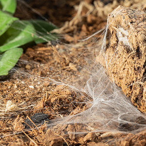 Net after capturing a mealworm