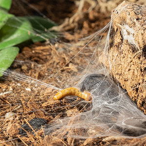 Capturing a mealworm