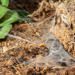 Capturing a mealworm