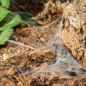 Capturing a mealworm