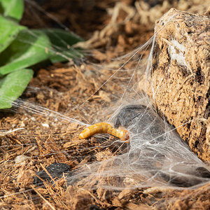 Capturing a mealworm