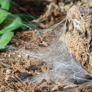 Net before capturing a mealworm