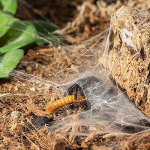 Capturing a mealworm