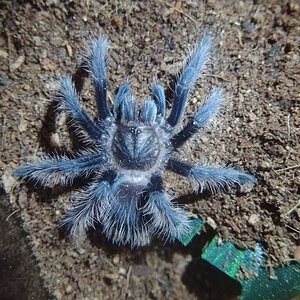 Sold as grammostola rosea