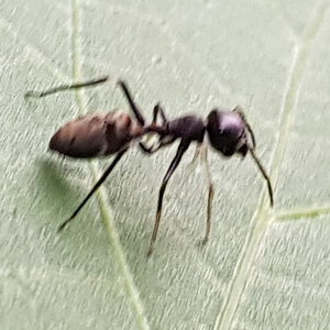 Weird ant